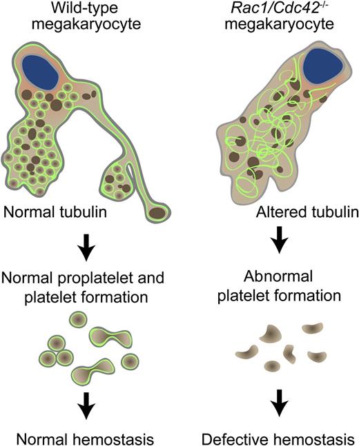 Pleines and colleagues describe alterations in platelet production and function in mice with megakaryocyte-specific double knockout deletions of Rac1 and Cdc42. Rac1/Cdc42−/− megakaryocytes show normal actin (brown) with abnormal microtubule structures (green) and an associated inability to form functional platelets required for hemostasis.