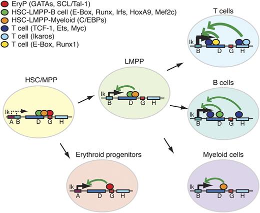 Ikzf1 enhancer-promoter interactions during hematopoiesis. Lineage and/or stage associated transcription factor binding at enhancers of the Ikzf1 locus. Lineage-specific transcription factors at these sites are depicted as color-coded circles. Arrows indicate potential interactions between cell type–specific enhancers and promoters supporting Ikzf1 expression at appropriate developmental stages.