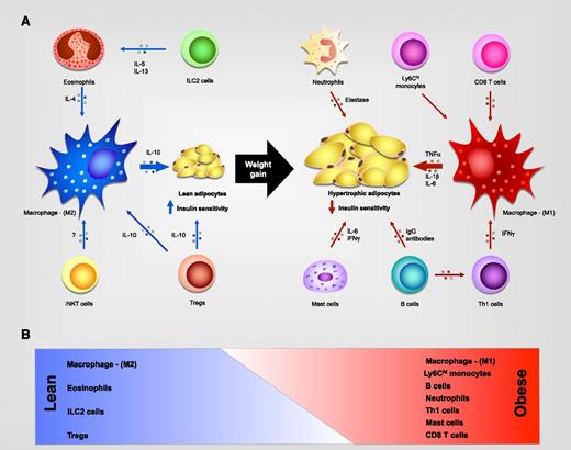 Figure 1. Leukocyte subsets present in WAT. (A) In lean individuals, eosinophils, innate lymphoid type 2 cells (ILC2s), and type I (or invariant) natural killer T (iNKT) cells support activation of alternatively activated (M2) macrophages, which secrete interleukin-10 (IL-10) to promote insulin sensitivity, while regulatory T cells (Treg’s) secrete IL-10, which contributes to M2 activation and directly promotes insulin sensitivity. In obese individuals, CD8+ and CD4+-Th1 T cells secrete proinflammatory cytokines that sustain inflammatory macrophage production of TNF-α, IL-1β, and IL-6 to promote insulin resistance. Neutrophils, mast cells, and B cells also infiltrate the obese adipose tissue and contribute to the inflammatory microenvironment. (B) Schematic representation of weight gain–induced changes in the WAT leukocyte population. IFN-γ, interferon γ; M1, classically activated; Th, T helper.