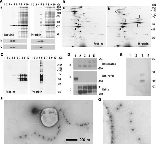 Figure 3. Fibrin translocation to DRM raft fraction of human platelets by thrombin stimulation. (A) Sucrose density gradient analysis of proteins in washed human platelets. Resting platelets (left panel) and platelets stimulated for 3 minutes with 1 U/mL thrombin (right panel) were lysed in Triton X-100, and sucrose gradients (5% to 30%) were formed over them. Ten fractions were collected from top to bottom after centrifugation. The proteins were subjected to SDS-PAGE and stained with Coomassie brilliant blue (a). Immunoblotting of raft marker proteins with anti-CD36 antibody (b) and anti-Lyn antibody (c). A 40-kDa major protein was identified as actin by immunoblotting. (B) Two-dimensional PAGE analysis of DRM raft fraction (fraction 5) in resting platelets (a) and thrombin-stimulated platelets (b). The asterisk indicates actin. The arrowhead indicates integrin αIIb. (C) Immunoblotting with antifibrinogen antibody of panel A. (D) Time-dependent translocation of fibrin(ogen) by thrombin for 0 seconds (lane 1), 30 seconds (lane 2), 1 minute (lane 3), 5 minutes (lane 4), and 15 minutes (lane 5). Immunoblotting under nonreduced condition by antifibrinogen antibody of releasates (a), nonraft fraction (b), and DRM raft fraction (c). The asterisk indicates the fibrin polymer. (E) Immunoblotting with antifibrin specific antibody of DRM raft fraction (lanes 1 and 3), nonraft fraction (lanes 2 and 4) of resting platelets (lanes 1 and 2), and thrombin-stimulated platelets at 3 minutes (lanes 3 and 4). (F) Association of fibrin fiber with DRM of thrombin-stimulated platelets in immunoelectron microscopy. The DRM of thrombin-stimulated human platelets was incubated with an antifibrinogen antibody and then anti-IgG-labeled with colloidal gold. Scale bar, 200 nm. (G) Magnification of gold-attached area on DRM in panel F. The gold-positive fibrin fiber directly associated with the surface of DRM.