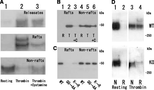 Figure 4. Requirement of FXIII transglutaminase for fibrin translocation to DRM raft fraction of thrombin-stimulated platelets. (A) Inhibition of fibrin translocation to DRM raft fraction by transglutaminase inhibitor cystamine. Immunoblotting under nonreduced condition by antifibrinogen antibody of releasates (upper panel), DRM raft fraction (middle panel), and nonraft fraction (lower panel) in resting (lane 1) and thrombin-stimulated human platelets in the absence (lane 2) or presence (lane 3) of cystamine. Total amount of fibrin in releasate, raft, and nonraft fraction of thrombin-stimulated human platelets in the presence of cystamine (lane 3) is comparable to that of fibrinogen in nonraft fraction of resting platelets (lane 1). (B) Transglutaminase-dependent association of fibrinogen γ-chain fusion protein with DRM raft fraction in thrombin-stimulated platelets. Immunoblotting of DRM raft fraction (lanes 1, 2, and 3) and nonraft fraction (lanes 4, 5, and 6) in resting (lanes 1 and 4) and thrombin-stimulated platelets in the absence (lanes 2 and 5) or presence (lanes 3 and 6) of cystamine. (C) FXIII-dependent association of fibrinogen γ-chain fusion protein with DRM raft fraction in thrombin-stimulated platelets. Immunoblotting by anti-His tag antibody of DRM raft fraction (lanes 1, 2, and 3) and nonraft fraction (lanes 4, 5, and 6) using fibrinogen γ-chain fusion protein (lanes 1 and 4), fibrinogen γ-chain fusion protein mutants of FXIII-crosslinking site Q398Q399 (lanes 2 and 5), or K406 (lanes 3 and 6). (D) Impaired fibrin translocation to DRM raft fraction of thrombin-stimulated platelets in FXIIIA subunit-deficient mice. Immunoblotting under nonreduced condition by antifibrinogen antibody of DRM raft fraction (lanes 2 and 4) and nonraft fraction (lanes 1 and 3) in resting platelets (lanes 1 and 2) and thrombin-stimulated platelets (lanes 3 and 4) of wild-type mice (upper panel) and FXIIIA-deficient mice (lower panel).