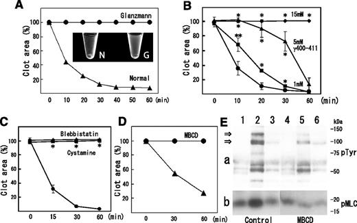 Figure 5. Implication of fibrin and myosin translocation to DRM raft fraction in clot retraction. (A) Impairment of clot retraction in type I Glanzmann’s thrombasthenia. Time-dependent clot retraction of Glanzmann’s thrombasthenia PRP (circles) and normal PRP (triangles). PRP was incubated with 1 U/mL thrombin and 2 mM CaCl2. The extent of clot retraction was assessed at the indicated times by measuring clot area. Photo image of clot retraction assay after 120 minutes: N, normal PRP; G, Glanzmann’s thrombasthenia PRP (inset). (B) Inhibition of clot retraction by fibrinogen γ-chain 400-411 dodecapeptide. PRP was incubated with 1 U/mL thrombin, 2 mM CaCl2 with no peptide (circles), and 1 mM (squares), 5 mM (triangles), and 15 mM (diamonds) fibrinogen γ-chain 400-411 dodecapeptide. Data are presented as means plus or minus SD of quadruplicates. *Statistically significant difference (P < .01). **Statistically significant difference (P < .05). (C) Inhibition of clot retraction by cystamine or blebbistatin. PRP was incubated with 1 U/mL thrombin, 2 mM CaCl2 with buffer (circles), 10 mM cystamine (squares), or 100 μM blebbistatin (triangles). Data are presented as means plus or minus SD of triplicates. *Statistically significant difference (P < .001). (D) Inhibition of clot retraction by raft disruption by MBCD. Mixture of washed platelets and purified fibrinogen was incubated with 1U/ml thrombin in the presence (circle) and absence (triangle) of 2% MBCD. The photograph was taken after 30 and 60 minutes. (E) Raft disruption by MBCD inhibits transient increase in degree of tyrosine phosphorylation (a) and phosphorylation of myosin light chain at serine residue 19 (b). A mixture of washed platelets and purified fibrinogen was incubated with 1 U/mL thrombin for 0 minutes (lanes 1 and 4), 5 minutes (lanes 2 and 5), and 60 minutes (lanes 3 and 6) in the presence (lanes 4-6) and absence (lanes 1-3) of 2% MBCD. Arrows indicate the tyrosine phosphorylation of 125-kDa and 100-kDa proteins.