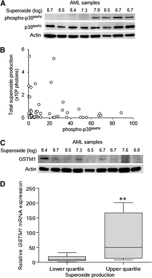 Figure 4. High ROS levels in AML patients are associated with reduced p38MAPK phosphorylation. (A) Representative Western blot of primary AML blasts showing phospho-p38MAPK and total p38MAPK protein expression in relation to superoxide production (total photons). (B) Summary data showing phospho-p38MAPK in relation to total superoxide production in a cohort of 49 AML patients. (C) Western blot of AML blasts showing GSTM1 protein expression in relation to superoxide production. (D) Relative GSTM1 mRNA expression (normalized to a calibrator sample) in samples from the upper and lower quartiles of superoxide production in a separate cohort of 39 AML patients was analyzed by quantitative real-time polymerase chain reaction using the following GSTM1-specific primers as previously described33: 5′-TGATGTCCTTGACCTCCACCGT-3′ (forward), 5′-GCTGCACTTCATGTAGGCAGAG-3′ (reverse). The significance of difference was determined by the Mann-Whitney U test. **P < .01.