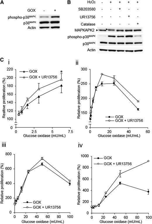 Figure 6. p38MAPK limits H2O2-induced proliferation. (A) p38MAPK phosphorylation was induced in MV4-11 cells treated with 12.5 mU/mL GOX for 3 hours. (B) Demonstration of inhibitor efficacy. MV4-11 cells were pretreated with either vehicle control, UR13756, SB203580 (p38MAPK inhibitors), or catalase before treatment with 1 mM H2O2. Phosphorylation of p38MAPK and its downstream target MAPKAPK2 were then examined by Western blot. Phosphorylation of MAPKAPK2 causes a retardation of electrophoretic migration (arrows). (C) MV4-11 cells (n = 4) (i) or 3 primary AML blast samples (ii-iv) were incubated for 48 hours with GOX and either vehicle control or 50 nM UR13756. The chart shows MTS reagent absorbance at 492 nm as a percentage of untreated control absorbance, which was set at 100%. Significance of difference determined by one-way analysis of variance followed by Tukey’s honestly significant difference test. *P < .05.