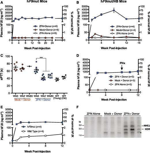 Figure 1. In vivo gene correction in adult mice results in stable circulating factor IX levels and correction of clotting times in hemophilic animals. (A-B) Levels of hF.IX in plasma of hF9mut (A) and hF9mut/HB (B) mice following intravenous injection at week 8 of life with 1 × 1011 vg AAV8-ZFN alone, 1 × 1011 vg AAV8-Mock and 5 × 1011 vg AAV8-Donor, or 1 × 1011 vg AAV8-ZFN and 5 × 1011 vg AAV8-Donor. The previously described1 hF9mut mouse model of hF.IX deficiency contains a liver-specific, promoter-driven human coagulation factor IX cDNA devoid of necessary catalytic exons 7 to 8 knocked into the Rosa26 locus. (C) Measurement of clot formation by activated partial thromboplastin time (aPTT) prior to, 2 weeks, and 80 weeks after AAV administration. The aPTT of WT mice is shown for comparison. A 2-tailed Mann-Whitney test was used to compare 2 groups. (D) Levels of hF.IX in treated mice remain stable following two-thirds partial hepatectomy. (E) hF.IX expression is more than 10-fold greater following AAV8-ZFN and AAV8-Donor treatment in hF9mut mice harboring the ZFN target site (hF9mut) compared with littermate controls that do not (WT). (F) PCR analysis showing successful gene targeting by both HDR and NHEJ 5 months after intravenous coinjection of ZFN and Donor vectors. PCR products were resolved by 5% polyacrylamide gel electrophoresis and autoradiographed. See supplemental Figure 2 for maps. Mice treated with ZFN alone or with Mock and Donor showed no evidence of targeting. Identity of the PCR products was confirmed by sequencing. The lower band (*) appears in all donor treated samples, which is an artifact apparently generated by the reverse primer and the AAV–inverted terminal repeat resulting in amplification from nonintegrated AAV genomes. hF.IX plasma levels were assayed by enzyme-linked immunosorbent assay (ELISA) and represent repeated measurements, obtained by serial bleeding, on the same group of animals over the time of the study (n = number of mice in each cohort). Error bars denote standard error of the mean. Plasma factor IX data are representative of at least 2 independent experiments.