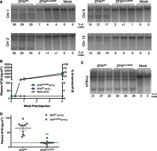 Figure 2. Obligate heterodimer ZFNs reduce off-target cleavage in vivo while preserving equivalent levels of hF.IX secretion. (A) Cel-I cleavage at the 4 validated off targets identified by clustered integration site analysis 4 weeks after treatment with 5 × 1011 vg AAV8-Donor and either 1 × 1011 vg AAV8-ZFNWT, 1 × 1011 vg AAV8-ZFNELD:KKR, or 1 × 1011 vg AAV8-Mock. (B) Plasma hF.IX levels following treatment. (C) On-target cleavage measured by Cel-I assay 4 weeks after AAV injection. (D) hF.IX expression in WT mice lacking ZFN target site 5 weeks after injection of 5 × 1011 vg AAV8-Donor and either 1 × 1011 vg AAV8-ZFNWT or 1 × 1011 vg AAV8-ZFNELD:KKR. hF.IX plasma levels were assayed by ELISA. A two-tailed t test was used. ***P < .0001 compared with ZFNWT (n = number of mice in each cohort). Error bars denote standard error of the mean. Frequency of ZFN-induced insertions and deletions is indicated as “% of Indels” below each lane. Each lane represents an individual mouse. Plasma factor IX data are representative of at least 2 independent experiments.