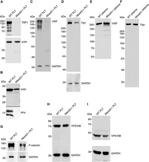 Figure 2. Protein content in Nbeal2−/− mouse platelets and plasma. Immunoblots comparing platelet (PLT) whole-cell lysates or plasma from WT and Nbeal2−/− mice. MK-derived thrombospondin-1 (TSP1; A), platelet factor 4 (PF4; B), and von Willebrand factor (VWF; C) were undetectable or significantly reduced in Nbeal2−/− in comparison with WT platelet lysates, and plasma VWF (E) and fibrinogen (F) levels were normal. (D) Plasma-derived fibrinogen (Fgn) was present in decreased amounts in Nbeal2−/− platelets. (G) P-selectin in Nbeal2−/− platelets was present at approximately 48% of WT levels. VPS33B (H) and VPS16B (I) were present at similar levels in WT and Nbeal2−/− platelets. Lysate from equivalent numbers of platelets was loaded in each lane, and protein loading is indicated by probing for actin or glyceraldehyde-3-phosphate dehydrogenase (GAPDH). See the “Methods” section for antibody details.