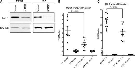 Figure 4. LCP1 is integral to the CXCL12-driven migration of leukemic cells. (A) Immunoblot analysis of MEC1 or 697 cell lines stably transduced with either an empty vector construct or a shRNA lentiviral knockdown vector to confirm absence of LCP1. GAPDH was used as a loading control. (B) Transwell migration analysis of MEC1 empty vector and MEC1-LCP1 knockdown (KD) in the presence of the chemokine CXCL12 to evaluate chemotactic importance of LCP1. (C) Transwell migration analysis of 697-empty vector and 697-LCP1 knockdown in the presence of chemokine CXCL12 to evaluate importance of LCP1 to cellular chemotaxis. (B-C) Statistical analysis by two tailed Student t test; error bars represent standard error of the mean.