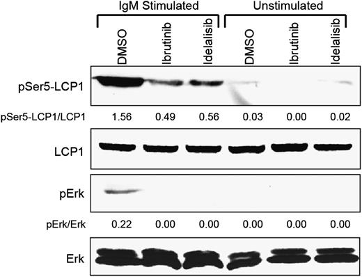 Figure 6. Ibrutinib and idelalisib block BCR-induced LCP1 serine-5 activation. Immunoblot analysis of freshly obtained primary CLL cells either pretreated with 1 µM ibrutinib or continuously treated with 1 µM idelalisib and stimulated for 15 minutes with plate-bound anti-IgM. Control samples included DMSO-treated cells and matching unstimulated samples. Immunoblots were probed for pSer5-LCP1, total LCP1, pErk, and total Erk. Densitometry measurements indicate intensity relative to total protein controls. Immunoblot is representative of 3 independent experiments performed on different CLL donors.