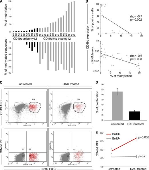 Figure 2. CD49d expression is correlated with DNA methylation levels. (A) DNA methylation was studied within the CpG island of the ITGA4 gene (reported in supplemental Figure 5). The upper graph reports the percentage of methylation calculated as the number of methylated CpG over the total number of CpGs. The lower graph reports the percentage of sequences with at least 2 methylated CpGs. At least 10 clones for each of 10 CD49d+/trisomy 12 (black histograms) and 14 CD49d–/no trisomy 12 (gray histograms) CLL cases were analyzed. (B) Correlation between the percentage of methylation and CD49d protein expression, as detected by flow cytometry (upper panel) and mRNA as detected by qRT-PCR (lower panel). ρ and P values refer to the Spearman’s rank correlation test. (C-E) Primary CLL cells from 7 cases were cultured for 96 hours using CpG-ODN/interleukin-2 in the presence or not of 5 μmol/L DAC and analyzed by flow cytometry for the surface expression of CD49d. (C) Dot plots of CD19-APC vs BrdU-FITC (upper panels) and CD49d-PE vs BrdU-FITC (lower panels) in untreated and DAC-treated CLL cells from a representative case (case 13). The proliferative/BrdU+ and nonproliferative/BrdU– fractions are noted in red and gray, respectively. (D) Proliferation levels (mean percent ± SEM) of untreated (gray bar) and DAC-treated (black bar) CLL cells after 96 hours in culture with CpG-ODN/interleukin-2. (E) CD49d MFI (mean expression ± SEM) by proliferative/BrdU+ (red line) and nonproliferative/BrdU– (gray line) fractions in untreated and DAC-treated CLL cells; P values refer to the Student t test.