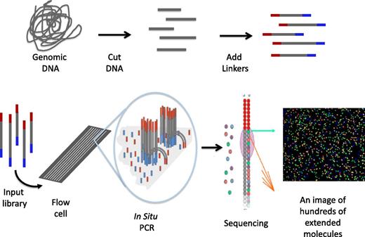 Figure 3. Schematic of 1 form of NGS. The process starts by randomly cutting genomic DNA (or cDNA) into short fragments (a few hundred base pairs in length). Oligonucleotide linkers are added to the fragments to generate a library in vitro. Libraries are introduced into a microscope slide with flow channels containing complementary oligonucleotides on the surfaces of the channel to ones on the libraries, thus allowing hybridization to attach millions of individual molecules to discrete locations on the slide. In situ PCR is performed to copy the individual fragments of the library to enhance sequencing detection. Single-base extension by a DNA polymerase with all 4 dye terminators extends the sequence 1 base. The image of the base extension is captured. This cycle and is repeated a 100 times from 1 end of the molecule and 100 times from the other.