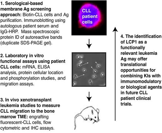 Summary schematic of the serological-based CLL membrane antigen (Ag) screening approach, migration functional assays, and translational implications. ID, identification; IgG, immunoglobulin G; IHC, immunohistochemistry; KIs, kinase inhibitors (eg, ibrutibib and idelalisib).