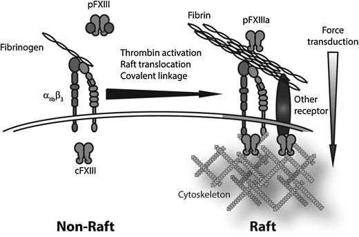 Schematic representation of translocation of fibrin to lipid rafts. On platelet activation, fibrin(ogen) binds to integrin αIIbβ3. In the presence of FXIII, the αIIbβ3-finbrin(ogen) complex translocates to SM-rich rafts. FXIIIa crosslinks fibrin fibrils to each other and covalently links fibrin to αIIbβ3 and possibly other, as yet unidentified, receptors. Concurrently, translocation of cFXIII to the lipid raft–associated actin cytoskeleton would promote crosslinking of receptor cytoplasmic domains to the cytoskeleton. Together, FXIII-dependent crosslinking would cement extracellular fibrin cables to the intracellular platelet cytosolic motors to promote clot retraction.