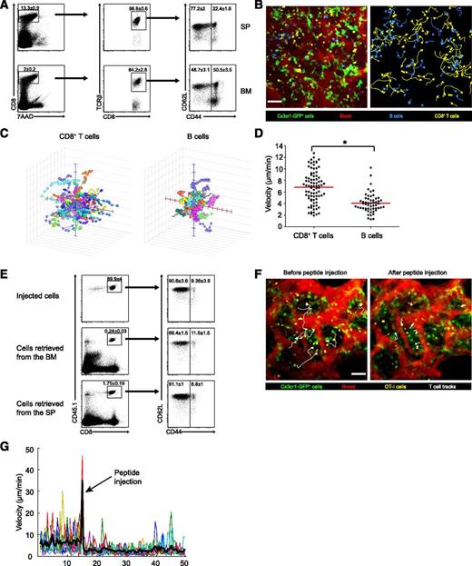 Figure 1. Naïve CD8+ T cells abound in the BM, crawl rapidly, and respond to blood-borne antigens. (A) Flow cytometry of CD8α+ TCRβ+ T cells in the BM and spleen of wild-type mice; dead cells were excluded by 7AAD staining. Memory T cells (CD44+) and naïve cells (CD44−) are visible. Naïve cells represent ∼77% of CD8 T cells in the spleen and ∼50% of CD8 T cells in the BM. Numbers indicate mean percentage ± standard error of the mean (SEM) from 5 mice examined in 2 separate experiments. (B) An extended-focus snapshot (left) taken by 2PM of cranial BM cavity in a live mouse. Shown are CMTMR-labeled CD8+ T cells (yellow) and CFP+ B cells (blue) transferred into Cx3cr1gfp/+ mice (where DCs, monocyte, and macrophages appear green). The BM microvasculature was visualized by intravenous injection of Quantum dots (red). As evidenced by motion tracks (right panel) of CD8+ T cells (yellow) and B cells (blue), T cells share the same niches as B cells but crawl faster. Bar represents 50 µm. (C) Three-dimensional tracks of individual CD8+ T and B cells. For clarity, tracks were assigned a common origin. (D) Average track velocity of transferred CD8+ T and B cells. Data points represent individual cells (n of T cells = 83, n of B cells = 55). *P < .0001 (2-tailed t test). Data are from 1 representative experiment out of 3. (E) Flow cytometry of transferred CD8+ OT-I T cells retrieved from the spleen and BM of CD45.2+ recipient mice. For transfer, T cells from the spleen and LNs of CD45.1+ OT-I mice were immunomagnetically enriched for CD8α expression. Injected cells (top) and cells retrieved 4 hours later from the BM and spleen (middle and bottom) were gated for CD45.1+ and CD8+ expression (left) and examined for CD62L and CD44 expression (right). The percentage of naïve cells remained constant at ∼90%. Numbers indicate mean percentage ± SEM from 5 mice pooled from 2 independent experiments. (F) Extended-focus snapshots with selected cell tracks (white) of CMTMR-labeled naïve CD8+ OT-I T cells (yellow) transferred into Cx3cr1gfp/+ mice before (left) and after (right) intravenous injection of the OVA peptide SIINFEKL. The BM microvasculature was visualized using Quantum dots (red); GFP+ cells appear green. Bar represents 50 µm. (G) Instantaneous velocities during the whole imaging session of individual OT-I cells before and after peptide injection. The motion artifact introduced by peptide injection is followed by a marked decrease in cell speed. Data are from 1 representative experiment of 2. SP, spleen.