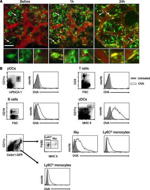 Figure 2. Several types of APCs in the BM take up soluble protein from the blood. (A) 2PM images of in vivo uptake of blood-borne antigen by BM cells of a Cx3cr1gfp/+ mouse at different time points. An hour after injection of 0.1 mg of OVA–Alexa 594 (yellow), the antigen had been taken up by many cell types, including green CX3CR1-GFP+ cells (arrows, middle) exhibiting DC morphology (insets, middle). By 24 hours, the fluorescent signal (arrows, right) persisted only in flat cells that line blood vessels (red), consistent with endothelial or perivascular cells (insets, right). Data are from 1 representative experiment of 2. Bar represents 50 µm. (B) Flow cytometric analysis of uptake of blood-borne antigen by various cells in the BM. The BM was harvested 2 hours after intravenous injection of 0.1 mg OVA–Alexa 594 and compared with the BM of noninjected mice. Representative histograms depict the OVA–Alexa 594 signal in pDCs (CD11cint mPDCA-1hi), T cells (CD3hi), B cells (CD19hi), conventional DCs (cDCs) (CD11chi MHC-II+), macrophages (CX3CR1-GFPhi, CD11cint, F4/80+, MHC-II+), Ly6Clo monocytes (CX3CR1-GFPhi, CD11cint, F4/80+, MHC-II−), and Ly6Chi monocytes (CX3CR1-GFP+, CD11c−). Data are from 1 representative experiment of 3. Except for T cells and pDCs, all examined cell types took up the antigen to some extent, with cDCs being the most efficient.