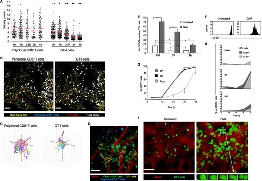 Figure 3. Naïve CD8+ T cells are efficiently activated in the BM upon antigenic challenge. (A) Average velocities of transferred polyclonal CFP+ CD8+ T cells and GFP+ OT-I cells, collected from the spleen and LNs, in the presence of antigenic protein. During BM imaging, the mice were challenged with 0.1 mg OVA–Alexa 594 and were continuously imaged for 5 hours. Cell speed gradually decreased in an antigen-specific manner. Data points represent individual cells taken from 1 representative experiment out of 3. *P < .05; **P < .001 (based on a comparison between polyclonal and OT-I T cells within the same time point). Multiple comparisons analysis was done using Kruskal-Wallis test with Dunn’s comparisons. (B) The 4-hour time point from the experiment depicted in panel A. Polyclonal CFP+ CD8 T cells (blue) and GFP+ OT-I cells (red) were followed in the BM after administration of OVA–Alexa 594 (yellow). Cell tracks (white) indicate continued motility of polyclonal cells (left), while OT-I cells arrest (right). Bars represent 50 µm. See also supplemental Video 4. (C) Three-dimensional paths of individual polyclonal CD8+ T and OT-I cells 4 hours after injection of OVA showing shorter paths for OT-I cells. (D) CFP+ polyclonal CD8+ T cells (blue) and CMTMR-labeled OT-I T cells (yellow) were transferred into a mouse harboring Cx3cr1-GFP+ cells (green) that had been injected with 0.5 mg OVA 18 hours before. T cells were analyzed 4 hours after transfer. The BM microvasculature was visualized by Quantum dots (red). Data are from 1 representative experiment of 3. Unlike polyclonal T cells, OT-I cells cluster in the vicinity of GFP+ cells. Bar represents 50 µm. See also supplemental Video 5. (E) T-cell activation in various lymphoid organs following challenge with blood-borne antigen. Wild-type C57BL/6 CD45.2 mice were transferred with OT-I CD45.1 naïve T cells and challenged intravenously with 0.5 mg OVA protein or served as controls. The bars represent the percentage of CD69+ T cells (gated as in supplemental Figure 2) in the BM, spleen, and LNs 2 to 3 hours after OVA injection, as determined by flow cytometry. Repeated-measure ANOVA (n = 7) indicated a significant effect of OVA treatment (P < .0001) and of the organ of origin (P < .0001) and a significant interaction (P < .0001). Scheffé’s post hoc comparisons indicated that OVA challenge increased T-cell activation in all organs (P < .0001 for all) and that T-cell activation was greater in the BM than in the spleen and LNs, both at the steady state and after OVA challenge (P < .001 for all). T-cell activation was greater in the spleen than in LN after OVA challenge (P < .001) but not at steady state (P = .65). Data are from 2 independent experiments. Asterisk denotes significant differences; error bars represent SEM. (F) Proliferation of OT-I T cells in the BM following OVA challenge. Wild-type mice were transferred with OT-I cells injected with 0.1 mg OVA 18 hours later and analyzed 48 hours later. Representative FACS histograms show CFSE dilution in CD45.1 OT-I cells; data are from 1 representative experiment out of 5. (G) Levels of Ki-67 (an early indicator of proliferation) in OT-I T cells retrieved from the spleen, BM, and blood of mice at various times after challenge with 0.1 mg OVA. The lines follow the percentage of Ki-67+ cells (non-G0 cells) among OT-I cells. Ki-67 levels in the BM and spleen showed a similar pattern, rising by 24 hours and plateauing at 36 hours, while blood levels lagged by a day. Error bars represent SEM. (H) The frequency of CD69− and CD69+ OT-I cells in the blood, spleen, and BM of the host mice analyzed in panel G. Curves show the percentage of CD69+ OT-I cells out of CD8+ cells stacked on top of the percentage of CD69− OT-I cells. Blood levels of CD69+ OT-I cells remained low. While CD69+ cells accumulated gradually in the spleen and BM, these cells downregulated CD69 only 48 hours after antigen challenge. (I) Snapshots from 2pm movies (supplemental Videos 6 and 7) show transferred GFP+ OT-I cells (green) in mice injected (right) or not (left) with 0.1 mg OVA 48 hours before. Blood sinusoids appear red. Cell volume increased and, as shown in the insets, cells divided locally in the BM in response to blood-borne antigen. Data are from 1 representative experiment of 2. Bar represents 50 µm. SP, spleen.