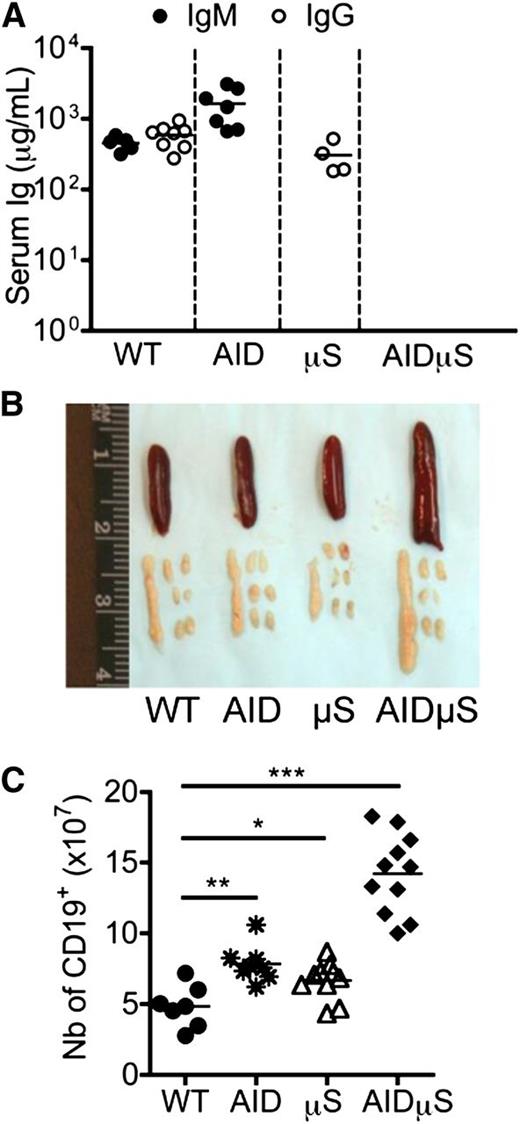Figure 1. Absence of Igs in AID−/−µS−/− mice correlates with enlarged secondary lymphoid organs and increased numbers of B cells. Age-matched WT C57Bl/6, AID−/− (AID), μS−/− (μS), and AID−/−μS−/− (AIDμs) mice were analyzed for (A) serum levels of IgM and total IgGs by ELISA. (B) Picture showing the relative size of spleens (top), mLNs (bottom left), and the 2 inguinal, axillary, and brachial LNs (right, top to bottom) taken from one mouse of each group. (C) The total B-cell numbers from spleens of 8- to 12-week-old age-matched mice were analyzed by flow cytometry. Each dot represents one animal; *P ≤ .05, **P ≤ .01, ***P ≤ .005.