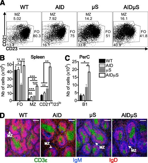 Figure 2. Increased numbers of MZ and B1 B cells in AID−/−µS−/− mice compared with those of AID−/−, μS−/−, and WT mice. The B-cell populations of 8- to 12-week-old age-matched WT C57Bl/6, AID−/− (AID), μS−/− (μS), and AID−/−µS−/− mice were analyzed by flow cytometry and confocal microscopy. (A) Proportions of CD21loCD23hi follicular, CD21hiCD23lo MZ, and CD21loCD23lo (B1 and activated B cells) among splenic mature CD93− B cells are shown. (B) Absolute numbers of mature follicular (FO), MZ, and CD21loCD23lo B cells were determined based on the gates defined in A. (C) Cells obtained by peritoneal lavage were counted and total numbers of B1 cells identified as IgM+Mac-1+ by FACS analysis were calculated, as shown in supplemental Figure 1B. (D) Confocal images of spleen sections show the structure of the white pulp with the T zone, stained with CD3ε (green), the follicles containing the follicular B cells, in pink, as result of the co-staining with IgD (red) and IgM (blue) and the MZ B cells forming a blue IgM+IgD− outer ring around the follicles. Representative dot plots and confocal images are shown. Numbers in dot plots indicate the percentage of each population; results are representative of 3 independent experiments; *P ≤ .05, **P ≤ .01, ***P ≤ .005. White bars on confocal images represent 200 μm.