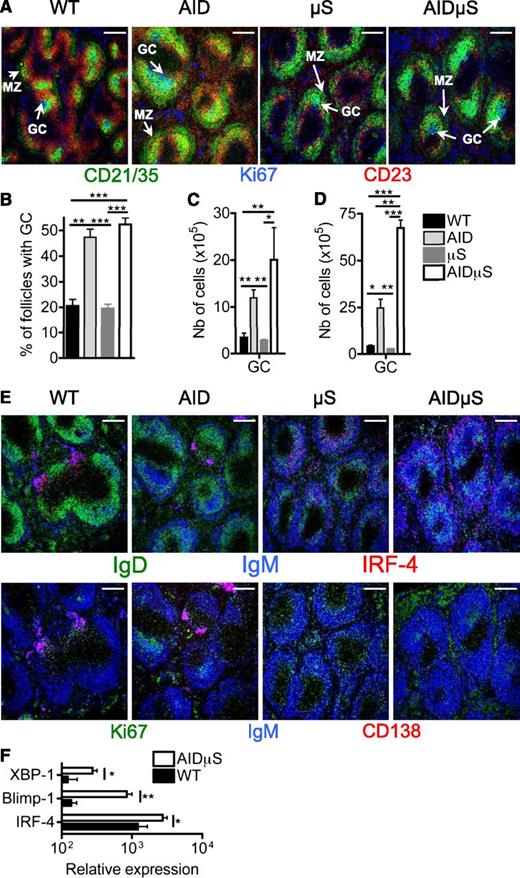 Figure 4. GC numbers and size are equally increased in AID−/− and AID−/−µS−/− animals and AID−/−µS−/− and μS−/− mice have atypical IgMhiIRF4+CD138− plasmablast-like cells. Spleen sections of age-matched WT C57Bl/6, AID−/− (AID), μS−/−, and AID−/−µS−/− mice were analyzed by confocal microscopy. (A) Ki67 (blue) highlight clusters of proliferating GC B cells adjacent to CD21+ follicular dendritic cells (green) in the follicles constituted by CD23+ B cells (red). (B) The proportion of follicles seeded with GC was determined for each of the 4 spleens taken from 4 mice in each group. For each spleen section taken from each of the 4 spleens of the same group, the numbers of follicles and GCs were counted on 5 nonoverlapping images similar to that in A, representing in total 1.6 mm2/spleen. Numbers of GL7+FAS+ GC B cells determined by FACS analysis of spleens (C) and mLNs (D) from the 4 groups of mice. (E) In the top panels, IRF-4 (red) identifies plasmablasts and PCs. Unswitched PCs co-stained for IgM (blue) appear in pink, whereas switched IRF-4+IgM-IgD− PCs are red. In WT and AID−/− spleens, PC clusters are in the red pulp, whereas many IgMhiIRF-4+ PC-like cells (pink) are scattered throughout the follicles (IgD+ area in green in WT, AID−/−, and μS−/−, or cyan in AID−/−µS−/−), MZ, and red pulp. On the bottom panels, Ki67 (green) highlights clusters of proliferating cells in the red pulp of AID−/−µS−/− and μS−/− mice. Switched IgM-CD138+ PC in red, visible only in WT spleens, and unswitched PCs positive for IgM (blue) and CD138 (red), in pink, seen in both WT and AID−/− spleens are absent from AID−/−µS−/− and μS−/−. (F) Expression of IRF-4, Blimp-1, and XBP-1 mRNA was quantified in spleen sections from the 4 groups of mice by real-time reverse transcription-PCR, relative to the level of β2-microglobulin mRNA used as reference gene. Representative confocal images are shown; results are representative of 3 independent experiments; *P ≤ .05; **P ≤ .01; ***P ≤ .005. White bars on confocal images represent 200 μm.