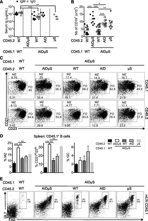 Figure 5. Increased MZ, B1, and GC B-cell numbers are a cell-extrinsic property of AID−/−µS−/− B lymphocytes. BM chimeras constructed with a 1:1 ratio of BM cells from CD45.1+ AID−/−µS−/− donors and CD45.2+ BM cells from AID−/−µS−/−, WT, AID−/− (AID), and μS−/− (μS) donors. A control group was reconstituted with a 1:1 ratio of BM cells from CD45.1+ and CD45.2+ WT donors. BM chimeras were analyzed 10 to 14 weeks after reconstitution. (A) Serum levels of IgM and total IgGs measured by ELISA at the time of the analysis. (B) Total numbers of CD19+ B cells per spleen. (C) Representative dot plots showing the relative proportion of splenic B-cell subsets defined as CD21hiCD23lo MZ, CD21loCD23lo, and CD21loCD23hi follicular (FO) in the different BM chimeras were studied in relation to their genotype, traceable through the expression of CD45.1 and CD45.2 allotypes. (D) Bar charts show proportions of MZ (left), CD21loCD23lo (middle), and GC B cells (right) among CD45.1+ B cells, quantified by FACS analysis of spleens from the different groups of chimeras. (E) Representative dot plots showing the proportion of GC B cells among the CD45.1+ mLN cells taken from chimeras of the different groups. Results are representative of 2 independent experiments; *P ≤ .05; **P ≤ .01; ***P ≤ .005.