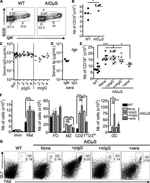 Figure 6. Serum but not pIgG treatment of unaffected young AID−/−µS−/− mice corrects extra numbers of total, MZ, and B1 cells but does not correct GC B cells at adulthood. Three-week-old Thy1.2+ AID−/−µS−/− mice intravenously received either 800 μg of pIgG or mIgG weekly, or 200 μL of sera from WT mice every other day (sera). Four weeks after the first injection, these 3 groups of treated mice together with untreated age-matched AID−/−µS−/− and WT controls were analyzed. (A) FACS analysis of BM of 3-week-old WT and AID−/−µS−/− mice. The numbers in dot plots show the percentages of B220+CD43− cells in fractions D (B220dimIgM−), E (B220dimIgM+), and F (B220brightIgM+). (B) Total number of splenic CD19+IgM+ B cells of 3-week-old AID−/−µS−/− and age-matched WT controls. (C) Levels of serum IgG in mice treated with pIgG or mIgG were monitored by ELISA performed on blood samples withdrawn just before each of the 4 injections. The x axis indicates WT age-matched mice and for each group of treated mice, the time after the first injection, in weeks 1 to 4. (D) Levels of IgM and IgGs in mice treated with WT sera at the time of the analysis. (E) The total numbers of CD19+IgM+ B cells per spleen of untreated WT and AID−/−µS−/− mice or treated AID−/−µS−/− mice. (F) Absolute numbers of Imm, Mat, follicular (FO), MZ, CD21loCD23lo, and GC B cells per spleen of untreated and treated mice. (G) Representative dot plots showing the percentages of GC B cells among mature splenic B cells of untreated WT and AID−/−µS−/− mice, or treated AID−/−µS−/− mice. Each dot represents one mouse. Results are from 2 independent experiments; ns, not significant; *P ≤ .05; **P ≤ .01; ***P ≤ .005.