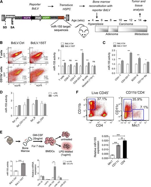 Figure 1. miR-155 expression in hematopoietic cell subsets of normal and tumor-bearing mice. (A) Experimental scheme: The BM of 5.5-week-old PyMT mice was reconstituted with wild-type FVB HSPCs transduced with miR-155 sensor (BdLV.155T) or Ctrl (BdLV.Ctrl) vectors. The chronology of breast cancer development and progression is indicated. (B) Representative dot plots show reporter expression (y-axis: GFP, miRNA reporter; x-axis: NGFR, normalizer) in tumor-infiltrating CD4+ lymphocytes (upper panel) or CD11b+ myeloid cells (lower panel) comparing BdLV.Ctrl (left) with BdLV.155T (right). Quantification of miR-155 activity in the indicated tumor-infiltrating hematopoietic subpopulations was performed as described in Materials and methods. Shown is the mean “fold repression” of BdLV.155T with respect to BdLV.Ctrl ± SEM, n = 7 to 12 mice. (C) miR-155 activity in splenocytes recovered from 13-week-old PyMT mice is shown, along with the mean fold repression of BdLV.155T with respect to BdLV.Ctrl ± SEM, n = 6 to 10 mice. (D) The graph shows miR-155 activity in splenocytes of wild-type mice with (gray) or without (white) in vivo LPS treatment (median ± range, n = 2). (E) Shown is the scheme of BM-derived dendritic cell (BMDC) differentiation protocol. miR-155 activity in BMDCs treated with LPS for 48 hours (redundant, since we stated in materials and methods the we show the mean +− sem unless otherwise noted n = 3) is shown in the graph (bottom left). qPCR of the indicated miRNAs in BMDCs that were or were not treated with LPS for 12 hours is shown in the graph (bottom right). The data show the relative abundance of each miRNA after normalization to miR-16 (n = 3). (F) Tumor-infiltrating hematopoietic cells were sorted from breast cancers of 13-week-old PyMT mice, as shown (top panels). miR-155 expression was measured in tumor-infiltrating macrophages (Mrc1+ or CD11c+ subsets) and CD4+ T lymphocytes by qPCR (bottom panel). Shown are the 2−ΔCt values using miR-16 as a normalizer (n = 6 from 2 independent experiments). **P < .01; *** P < .001. eGFP, enhanced green fluorescent protein; NGFR, truncated low affinity nerve growth factor receptor; PGK, phosphoglycerate kinase; SA, splice acceptor; SD, splice donor; WPRE, woodchuck hepatitis posttranscriptional regulatory element.
