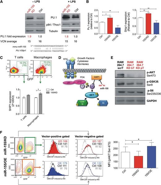 Figure 2. miR-155/KD upregulates natural miR-155 targets and reduces AKT activation. (A-B) Deregulation of natural miR-155 targets in RAW264.7 cells upon stable transduction with the indicated LVs is shown. (A) Western blot for PU.1 was performed on unstimulated and LPS-treated (1 μg/mL for 48 hours) cells. p84/Thoc1 and tubulin were used as loading controls; densitometric quantification of the PU.1 band after normalization to p84 and calibration to the scrambled control is shown below the blots, together with vector copy number in the tested cells. Blots are representative of 2 independent experiments. (B) qPCR for Pu.1 (left) and Ship1 mRNA (right) was performed. Data shown are the fold change to control, normalized to β2m (2−δδCt); n = 6 to 19 independent experiments. Statistical analysis of the data was performed on 2−ΔΔCt values by unpaired Student t test. (C) Shown are the results of qPCR for Ship1 mRNA in GFP+ T cells and macrophages sorted from the spleens of wild-type mice reconstituted with Ctrl (white) or 155/KD (gray) LV-transduced BMs 24 hours after treatment with 50 µg LPS intraperitoneally. n = 4 to 6 mice. (D) Shown is a simplified scheme of the PI3K/AKT signal transduction pathway. SHIP1, a direct miR-155 target, is a major negative regulator of the PI3K/AKT axis. (E) Phosphorylation of PI3K downstream targets in macrophage RAW264.7 cells transduced with ScrT Ctrl or miR-155/KD vectors (red); shown are western blots for pAKT (Ser473), pGSK3β (Ser9), and pS6 (Ser235/236). GAPDH (glyceraldehyde-3-phosphate dehydrogenase) was used as a loading control. (F) The panels show GM-CSF induced activation of AKT in RAW264.7 cells upon miR-155/KD (GFP+ cells) or miR-155/OE (OFP+ cells). The pAKT (S473) signal in vector-positive cells (middle histograms) and vector-negative cells (right histograms) is shown (FACS plots are representative). The colors represent the following: red, miR-155/KD vector; blue, 155/OE vector; black, Ctrl vector-transduced RAW264.7 cells; and gray, miR-155/KD cells pretreated with the PI3K inhibitor Wortmannin (W) to set the background signal. The MFI of each gated population is indicated. The column bar graph (right) shows pAKT Ser473 MFI in Raw264.7 cells transduced with the indicated vectors. Statistical analysis was performed on n = 4 (155/KD) or n = 3 (155/OE) replicates using a paired Student t test against the corresponding Ctrl vector-transduced samples. *P < .05; **P < .01. bT, bulged targets; MFI, mean flourescent intensity; pT, perfectly complementary targets; RTK, receptor tyrosine kinase; W, Wortmannin.