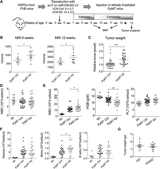 Figure 3. miR-155 knockdown in myeloid cells accelerates tumor growth. (A) Experimental scheme: The BM of 5.5-week-old PyMT mice was reconstituted with wild-type FVB HSPCs that were transduced with the miR-155/KD or ScrT Ctrl vectors. Mean vector copy numbers per cell ± SEM are indicated. Chimeras are referred to as PyMT Kd mice and PyMT Ctrl mice. (B) Mammary tumor growth was measured by MRI (mean volume ± SEM of the 3 anterior mammary gland pairs) at 9 and 12 weeks of age in PyMT Ctrl (n = 9) and PyMT Kd (n = 10) mice. (C) Tumor burden at the experimental end point (13 weeks) was determined by weighing the mass of surgically resected tumor specimens from each mouse. Shown is the mean relative tumor weight in PyMT Ctrl mice (n = 33) and PyMT Kd mice (n = 27). Within each of 4 independent experiments, tumor mass was normalized to the median tumor weight of the respective PyMT Ctrl group. (D) White blood cell (WBC) count was measured in wild-type FVB mice (n = 12), PyMT Ctrl (n = 33), and PyMT Kd mice (n = 39) at 9 weeks of age. (E) Complete blood cell counts and hemoglobin levels were measured in wild-type FVB mice (n = 12), PyMT Ctrl (n = 30), and PyMT Kd mice (n = 25) at 13 weeks of age. Results are from 4 independent experiments. (F) Differential WBC counts were obtained by multiplying the absolute WBC shown in (E) by the fraction of CD11b+side scatter (SSC)hi cells (granulocytes, left panel), CD11b+SSClow cells (monocytes, middle panel), and CD19+ cells (B lymphocytes, right panel) as measured by flow cytometry. (G) The graph shows tumor growth in FVB mice transplanted with miR-155/KD or Ctrl vector–transduced HSPCs and orthotopically challenged with late-stage PyMT mammary tumor cells 6 weeks after transplantation. Shown is the mean tumor weight ± SEM; n = 6 mice per group. HGB, hemoglobin; PLT, platelets; Wt, wild type.