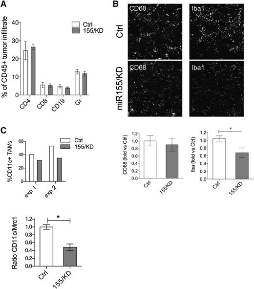 Figure 4. miR-155 knockdown in myeloid cells reduces TAMs with pro-inflammatory activity. (A) The composition of hematopoietic infiltrate in PyMT breast cancer was determined by flow cytometric analysis of CD45+ cells derived from dissociated tumors. The proportion of Gr1+ cells, CD4+ or CD8+ T lymphocytes, and CD19+ B lymphocytes within the total CD45+ cells is shown (mean ± SEM, n = 9-10). (B) Shown is representative immunofluorescence microscopy of tumor sections (top panels) from 13-week-old PyMT Kd or PyMT Ctrl mice stained for the pan-macrophage marker CD68 and IBA-1, a marker associated with macrophage activation. Original magnification ×20. Shown is the quantification of the CD68+ (bottom, left panel) and IBA-1+ (bottom, right panel) areas from PyMT tumor sections relative to PyMT Ctrl (n = 6 mice from 2 independent experiments). (C) The graph (upper panel) depicts the fraction of CD11c+ TAMs within the total CD45+ hematopoietic tumor infiltrate as measured by flow cytometry. Shown are 2 independent experiments; each point is a pool of 6 and 3 mice in experiment 1 and experiment 2, respectively. The graph lower panel shows the ratio of CD11c/Mrc1 transcript in the CD11b+F4/80+ TAM population as measured by qPCR (n = 3 pools of 3 mice each). Statistical analyses were performed by Student t test. * P < .05.
