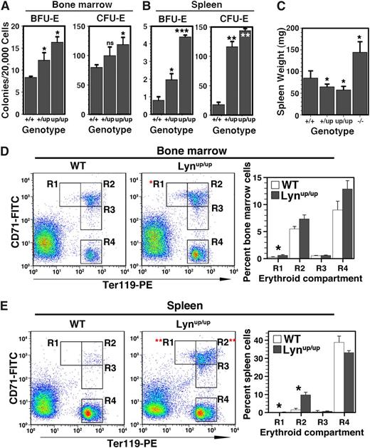 Figure 2. Elevated bone marrow and spleen erythropoiesis in Lyn+/up and Lynup/up mice. (A) Bone marrow BFU-E and CFU-E numbers are increased in Lyn+/up and Lynup/up adult mice. Erythroid colony assays (BFU-E and CFU-E) of bone marrow from Lyn+/+, Lyn+/up, and Lynup/up adult mice (8 weeks) (n = 4 in 2 independent experiments, *P < .05, ns, not significant). (B) Extramedullary erythropoiesis in spleen of Lyn+/up and Lynup/up adult mice. Erythroid colony assays (BFU-E and CFU-E) of spleens in Lyn+/+, Lyn+/up, and Lynup/up adult mice (8 weeks) (n = 4 in 2 independent experiments, *P < .05, **P < .001, ***P < .001). (C) Lynup/up and Lyn+/up adult mice display spleen reduction compared with controls and in contrasts to Lyn−/− animals that show splenomegaly. Spleen wet weight of adult mice (12-15 weeks) of the indicated Lyn genotypes (n > 6, *P < .05). (D) Comparison of maturing bone marrow erythroid cells from Lynup/up and Lyn+/+ adult mice. Representative flow cytometric analysis of bone marrow cells from Lyn+/+ (WT) and Lynup/up mice (12-15 weeks) using anti-CD71 and anti-Ter119 and enumeration of the indicated erythroid subsets (R1, R2, R3, R4; n > 3, *P < .05).49 (E) Elevated maturing erythroid cells in the spleen of Lynup/up adult mice. Representative flow cytometric analysis of spleen cells from Lyn+/+ (WT) and Lynup/up mice (12-15 weeks) using anti-CD71 and anti-Ter119 and enumeration as in D.