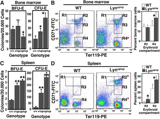 Figure 3. Altered bone marrow erythropoiesis and elevated spleen erythropoiesis in aged Lyn+/up and Lynup/up mice. (A) Bone marrow BFU-E are reduced, whereas CFU-E numbers are increased in aged Lyn+/up and Lynup/up mice. Erythroid colony assays (BFU-E and CFU-E) of Lyn+/+, Lyn+/up, and Lynup/up bone marrow from mice 70 to 85 weeks of age (n ≥ 3, *P < .05, ns, not significant). (B) Comparison of maturing bone marrow erythroid cells from aged Lynup/up and Lyn+/+ mice. Representative flow cytometric analysis of Lyn+/+ (WT) and Lynup/up bone marrow cells of mice 70 to 85 weeks of age and enumerated as in Figure 2D. (C) Extramedullary erythropoiesis in spleen of aged Lyn+/up and Lynup/up mice. Erythroid colony assays (BFU-E and CFU-E) of Lyn+/+, Lyn+/up, and Lynup/up spleens from mice 70 to 85 weeks of age (n ≥ 3, **P < .01). (D) Elevated maturing erythroid cells in the spleen of aged Lynup/up mice. Representative flow cytometric analysis of spleen cells of Lyn+/+ (WT) and Lynup/up mice 70 to 85 weeks of age and enumerated as in B. Mean ± standard deviation is shown. Statistically significant (2-way ANOVA) differences are indicated (*P < .05).