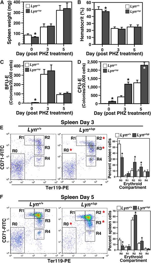 Figure 4. Altered response to chemically induced anemia in Lyn+/up adult mice. (A) Lyn+/up mice respond the same as control animals to PHZ treatment induced splenomegaly. Spleen wet weight of Lyn+/up and Lyn+/+ adult mice (12-15 weeks) at 0, 3, and 5 days after PHZ treatment (n > 6, *P < .05). (B) Lyn+/up hematocrits respond the same as control animals after PHZ induced red blood cell lysis. Analysis of the hematocrit in adult Lyn+/up and Lyn+/+ mice (12-15 weeks) at 0, 3, and 5 days after PHZ treatment (n > 6, *P < .05). (C) Extramedullary early erythroid progenitor (BFU-E) dynamics after PHZ treatment is similar in Lyn+/up and control mice. Early erythroid colony assays (BFU-E) of spleens in Lyn+/+ and Lyn+/up adult mice (12-15 weeks) (n = 6, *P < .05). (D) Extramedullary late erythroid progenitor (CFU-E) dynamics after PHZ treatment is elevated in Lyn+/up compared with control mice. Late erythroid colony assays (CFU-E) of spleens in Lyn+/+ and Lyn+/up adult mice (12-15 weeks) (n = 6, *P < .05). (E) Elevated maturing erythroid cells in the spleen of Lyn+/up adult mice 3 days after PHZ treatment. Representative flow cytometric analysis of spleen cells from Lyn+/+ and Lyn+/up mice (12-15 weeks) at 3 days after PHZ treatment using anti-CD71 and anti-Ter119 and enumeration of the indicated erythroid subsets (R0, R1, R2, R3, R4; n > 6, *P < .05).49 (F) Elevated maturing erythroid cells in the spleen of Lyn+/up adult mice 5 days after PHZ treatment. Representative flow cytometric analysis of spleen cells from Lyn+/+ and Lyn+/up mice (12-15 weeks) at 5 days after PHZ treatment using anti-CD71 and anti-Ter119 and enumeration as in E (n > 6, *P < .05).