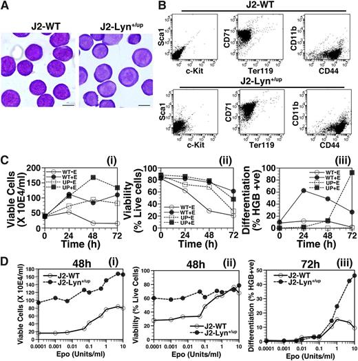 Figure 5. Increased Epo-independent viability and delayed differentiation of erythroid Lyn+/up cells compared with Lyn+/+ cells. (A) Similar cell morphology of J2-WT and J2-Lyn+/up cell lines. Morphology of immortalized fetal liver erythroid J2-WT and J2-Lyn+/up cell lines stained with Wright-Giemsa (scale bar = 5 µm). (B) Equivalent cell surface marker expression in J2-WT and J2-Lyn+up cells. Flow cytometric profiles of J2-WT and J2-Lyn+/up cells stained for cell surface expression of Sca1, c-Kit, CD71, Ter119, CD11b, and CD44. (C) J2-Lyn+up cells (UP) have increased Epo-independent viability and delayed Epo-induced differentiation compared with J2-WT cells (WT). (i) Viable cell counts, (ii) viability (eosin dye exclusion), and (iii) differentiation (hemoglobin benzidine positive) analysis of J2-WT (WT) and J2-Lyn+/up (UP) cell lines in differentiation media (T3-depleted)21 in the presence (+E) or absence (−E) of Epo (5 U/mL). (D) Dose-response analysis of Epo on (i) viable cell counts, (ii) viability, and (iii) differentiation in differentiation media of J2-WT and J2-Lyn+/up cell lines. Cell culture conditions as for C, with the indicated concentrations of Epo at 48 (viable cells and viability) and 72 hours (differentiation).
