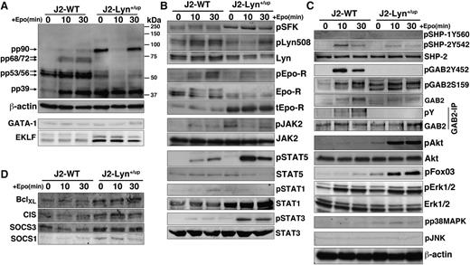 Figure 6. Altered Epo receptor signaling in erythroid Lyn+/up cells compared with Lyn+/+ cells. (A) Altered phosphotyrosine dynamics during Epo induction and elevated EKLF, BclXL, CIS, SOCS1, and SOCS3 in J2-Lyn+/up cells. Time course of Epo-induced total phospho-tyrosine (pY) changes in J2-WT and J2-Lyn+/up cell lines. Prominent changes in phospho-proteins between the cell lines are indicated (arrows, and approximate kilodaltons). (B) Altered Lyn and proximal Epo receptor signaling dynamics during Epo induction in J2-Lyn+/up cells. Immunoblot analysis of J2-WT and J2-Lyn+/up cell lines for the signaling molecules indicated before and after 10 and 30 minutes of Epo stimulation. Total cell lysates were used for analysis except for pEpo receptor, where immunoprecipitates of the Epo receptor were blotted with anti-pY antibodies. (C) Altered downstream Epo receptor signaling dynamics during Epo induction in J2-Lyn+/up cells. Immunoblot analysis of total cell lysates of J2-WT and J2-Lyn+/up cell lines 0, 10, and 30 minutes after Epo stimulation for the signaling molecules indicated and GAB2 immunoprecipitates probed for total phosphotyrosine (pY) and GAB2. Immunoblot analysis was performed on 2 independent experiments producing equivalent results. (D) Increased levels of Epo receptor downstream targets in J2-Lyn+/up cells. Immunoblot analysis of total cell lysates of J2-WT and J2-Lyn+/up cell lines 0, 10, and 30 minutes after Epo stimulation for BclXL, SOCS1, SOCS3, and CIS.