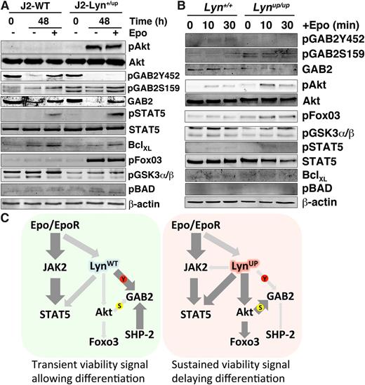 Figure 7. Activation of Akt-FoxO3 in Lyn+/up erythroid cells during differentiation and in primary Lynup/up erythroblasts stimulated with Epo and model of altered signaling in Lyn+/up cells. (A) Epo-independent activation of Akt-FoxO3 in J2-Lyn+/up erythroid cells grown in differentiation media. Immunoblot analysis of total cell lysates of J2-WT and J2-Lyn+/up cell lines for the signaling molecules indicated, cultured in differentiation media (T3-depleted)21 with and without Epo at 0 and 48 hours. Immunoblot analysis was performed on 2 independent experiments producing equivalent results. (B) Altered Epo receptor signaling to GAB2 and Akt/FoxO3 in primary Lynup/up CD71+ splenic erythroblasts. Immunoblot analysis of total cell lysates of Lyn+/+ and Lynup/up CD71+ spleen cells 0, 10, and 30 minutes after Epo stimulation for the signaling molecules indicated. Immunoblot analysis was performed on 2 independent experiments producing equivalent results. (C) Model of altered signaling in (right) J2-Lyn+/up cells compared with (left) J2-LynWT cells. Thickness and darkness of arrows indicate relative intensity of signaling connections. S, serine phosphorylation; Y, tyrosine phosphorylation.
