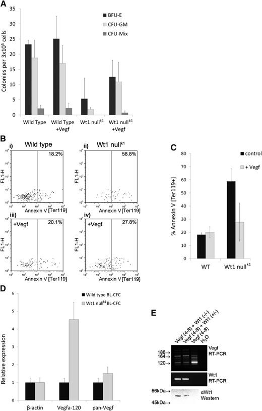 Figure 2. Exogenous Vegf-a164 rescues the hematopoietic impairment of Wt1-null EBs. (A) Hematopoietic colony assay (Stem Cell Technologies) of disaggregated day 8 EBs following Vegf-a164 treatment showing numbers of erythroid (BFU-E), myeloid (CFU-GM), and multipotent (CFU-mix) progenitor cells per 3 × 105 EB cells. Addition of exogenous Vegf-a164 significantly increases hematopoietic potential of Wt1-null EBs (total colony counts; P < .05). The data are the mean of 3 independent replicates, each conducted in triplicate. Bars display standard deviation; significance tested using analysis of variance. (B-C) Exogenous Vegf-a164 blocks apoptosis in Wt1-null EBs. (B) Representative FACS analysis of annexin-V staining of cells within the earliest Ter119+ve population of progenitor cells to emerge following 6 days of differentiation in (i) wild-type control, (ii) Wt1-null control, (iii) wild type + Vegf-a164, and (iv) Wt1 null + Vegf-a164. (C) Corresponding graph to (B) showing a significant reduction in apoptosis in Wt1-null EBs in response to Vegf-a164 over 3 independent assays (P < .05). The numerical data are the mean of independent replicates, tested for significance using a paired Student t test; 2-tailed distribution. (D) WT1 controls the ratio of Vegf-a isoforms in hematopoietic progenitor cells. qRT-PCR analysis of wild-type and Wt1-null BL-CFCs for β-actin, Vegf-a120, and pan–Vegf-a showing overrepresentation of Vegf-a120 in Wt1-null BL-CFCs. (E) Vegf-a splicing assay. RT-PCR analysis of Vegf-a isoforms following transient transfection of Cos-7 cells with a genomic expression construct encompassing Vegf-a exons 4 to 8 (lanes 1-3) cotransfected with Wt1 expression constructs for the “-KTS” isoforms, Wt1(−/−) and Wt1 (+/−), lanes 1 and 2. Primers located in exons 4 and 8 amplify Vegf-a120 (89 bp), Vegf-a164 (221 bp), and Vegf-a189 (293 bp). Nonspecific background bands are also present associated with an artifactual heteroduplex, as previously reported.15 Lower panels show Wt1 expression confirmed by RT-PCR and western blotting using monoclonal antibody 6F-H2 (DAKO).