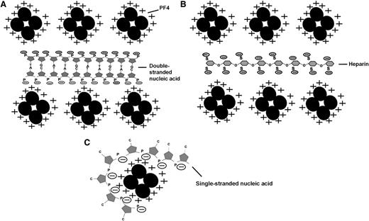 Figure 6. A schematic model of complex formation between PF4 and nucleic acids is shown. (A) The basic amino acid residues (+) in the PF4 tetramer interact with the negatively charged phosphate groups (−) in double-stranded nucleic acids, thereby forming large multimolecular complexes. (B) PF4 binds to the negatively charged sulfate groups (−) on both sides of the heparin molecule, resulting in the formation of large multimolecular complexes. (C) Due to their high flexibility, single-stranded nucleic acids potentially wrap around PF4 tetramers, thereby inhibiting the formation of large, multimolecular complexes with PF4.
