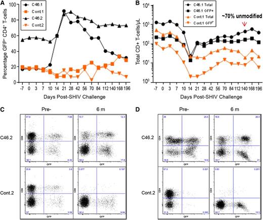Figure 2. Positive selection of gene-modified CD4+ T cells following SHIV challenge. (A) The percentage of gene-modified CD4+ T cells in peripheral blood was determined by FACS analysis based on GFP expression in the control (squares and diamonds) and mC46 macaques (circles and triangles). (B) The absolute number of CD4+CD3+ (circles and triangles) and total CD4+CD3+ GFP+ T cells (squares and diamonds) was determined by FACS analysis for control and mC46 macaque set 1. The area between the respective lines of each macaque represents nonmodified CD4+ T cells. As indicated, 70% of CD4+ T cells at day 140 post-SHIV challenge are nonmodified. (C-D) FACS plots demonstrating the relative percentage of total CD4+CD3+ T cells and CD4+CD3+GFP+ T cells in mixed cell populations isolated from (C) duodenal biopsies and (D) LN biopsies before and 6 months after SHIV challenge. See supplemental Figure 2 for additional analysis at days 7 and 21 following SHIV challenge and averages of both sets of macaques.