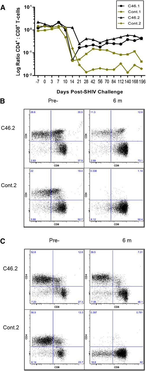 Figure 3. Improved ratio of CD4+ to CD8+ T cells in mC46 macaques. (A) The ratio of CD4+CD3+ T cells over CD8+CD3+ T cells was determined by FACS analysis throughout the course of these studies. Results shown are for both mC46-expressing macaques (circles and triangles) and both control macaques (squares and diamonds). (B-C) The relative percentage of CD4+ T cells and CD8+ T cells in mixed-cell populations isolated from (B) GI and (C) LN samples was determined by FACS analysis. Results for second set are shown before SHIV challenge and after 6 months; averages from both sets are shown in supplemental Figure 2 in addition to time points taken at days 7 and 21 post-SHIV challenge.