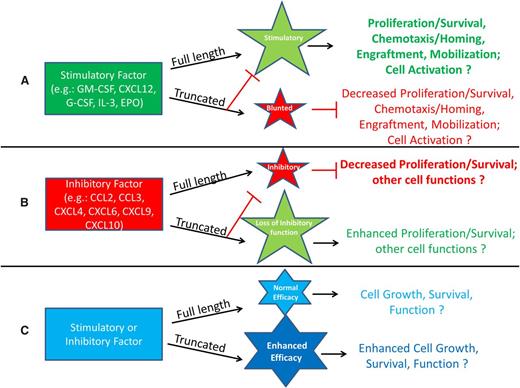 Figure 1. Potential enhancement or inhibition resulting from DPP4 interactions with regulatory proteins. (A) Molecules that are stimulatory in the full-length form may lose activity after DPP4 truncation and act as competitive inhibitors by diminishing the function of the full-length protein through binding to the cognate receptor with higher affinity than that of the full-length molecule. (B) Molecules that are inhibitory in the full-length form may lose their suppressive ability when truncated by DPP4 and by binding to the cognate receptor with higher affinity, allowing for blockage of the full-length molecule’s suppressive activity. (C) Stimulatory or inhibitory molecules may increase their efficacy when truncated.