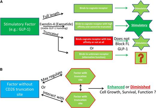 Figure 2. Additional possibilities for functional consequences of DPP4 truncation of regulatory proteins. (A) Truncated molecules do not bind to their receptor and may signal through other receptors. An example of this is full-length GLP-1, which binds to its cognate receptor but is truncated quickly and subsequently is unable to efficiently bind to the GLP-1 receptor and therefore does not inhibit, or alter the function, of the full-length molecule. Exenatide (Byetta) is a synthetic GLP-1 agonist made to mimic the GLP-1 homolog extendin-4, found in the saliva of the Gila monster. Exenatide is used in the treatment of type 2 diabetes because it is stable, binds to the GLP-1 receptor to induce insulin secretion, and is resistant to DPP4 truncation. (B) Factors without truncation sites may regulate factors with truncation sites by altering their expression, or function, and proteins with DPP4 truncation sites may regulate expression of proteins with or without DPP4 truncation sites.