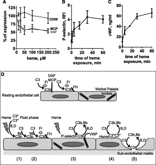 Figure 7. Effects of heme treatment of endothelial cells. (A) HUVECs treated with increasing doses of heme for 20 minutes and detached were labeled with anti-CD55, phycoerythrin-labeled anti-MCP, or anti-CD59 and analyzed by flow cytometry. Results are expressed as the percentage of the initial mean fluorescence intensity measured on untreated cells (mean ± SD; n = 3). (B) HUVECs treated with 100 µM heme for different times were detached at 4°C and labeled with anti–P-selectin (R&D Systems) (mean ± SD; n = 3). (C) Supernatants of cells were tested in a vWF-specific ELISA. Results are expressed as mean ± SD of triplicate wells from one of 3 similar experiments. (D) Schematic view of different nonexclusive mechanisms leading to complement activation on heme-treated cells. (1) Heme intercalates into the C3 molecule (C3*), activates complement in the fluid phase, and deposits C3b on nearby endothelial cells. (2) This C3b initiates the formation of a cell-bound C3 convertase, favored by the decrease of DAF and MCP membrane expressions on heme-treated cells, FH remaining as the major AP control protein. (3) Heme induces the mobilization of Weibel-Palade bodies with the secretion of vWF and the appearance of P-selectin able to bind C3b and to focus the AP amplification cycle. (4) Heme can also bind directly to the cell surface, where it activates complement as in the fluid phase. (5) Heme induces cell retraction, exposing the subendothelial matrix known to efficiently activate complement.