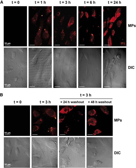 Figure 3. Platelet-derived MPs are internalized by HUVEC. (A-B) HUVEC were incubated for the indicated periods of time (t), with fluorescent-labeled MPs at an HUVEC:MPs ratio of 1:100, and an MP uptake was visualized by confocal microscopy (×63 objective) (upper panels). Cell morphology was visualized using differential interference contrast (DIC) (lower panels). (B) HUVEC were incubated with fluorescently labeled MPs for 3 hours, and MP uptake was visualized by confocal microscopy after a 24- or 48-hour washout period (upper panels). The images are representative of 3 independent experiments.