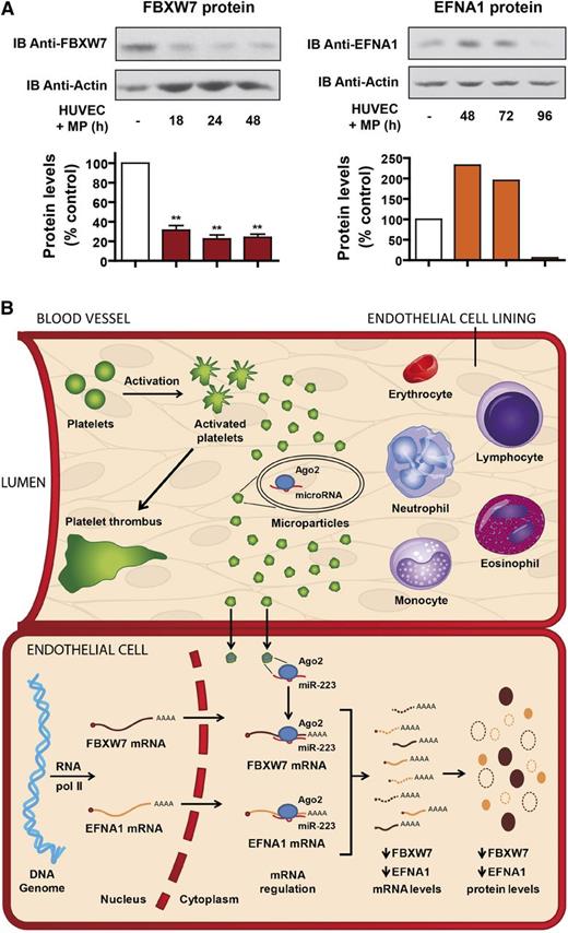 Figure 6. Platelet MP-derived miR-223 can regulate HUVEC gene expression at the protein level. (A) Protein extracts prepared from HUVEC, incubated or not with MPs derived from thrombin-activated platelets for up to 48 or 96 hours, were analyzed by immunoblotting (IB) using anti-F-box and WD-40 domain protein 7 (anti-FBXW7) (left upper panel; n = 3 experiments), anti-EFNA1 (right upper panel; n = 1 experiment) or anti-actin (lower panels) antibody, which was used as a loading control. The data were analyzed by densitometry and expressed as a percentage of control. (B) Proposed model for the intercellular transfer of functional Ago2•microRNA complexes between activated platelets and endothelial cells through the release of MPs. RNA pol II, RNA polymerase II.