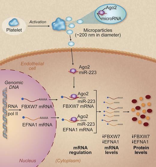 Platelets transfer functional microRNA to alter endothelial cell metabolism. Activated platelets shed microparticles containing Ago2•miR-223 and the MPs are subsequently engulfed by endothelial cells. Ago2•miR-223 then targets endothelial cell mRNA molecules and subsequently inhibits translation and protein synthesis. Adapted from Figure 6 of Laffont et al that begins on page 253. Professional illustration by Debra T. Dartez.