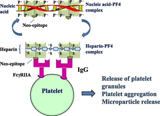 Heparin-PF4 antibodies can cross-react with NA-PF4 and induce platelet activation. IgG heparin-PF4 antibodies react with heparin-PF4 complex or NA-PF4 complex, the antigen-IgG complex then binds to and cross-links platelet FcγRIIA receptors resulting in platelet activation with granule and microparticle release, platelet aggregation, and thrombus formation. The light green square indicates PF4; the olive green inverted symbol represents the neo-epitope that emerges after PF4 undergoes a conformational change after heparin or nucleic acid binds PF4; and the magenta symbol indicates that the heparin-PF4 IgG antibody cross-reacts with nucleic acid-PF4.