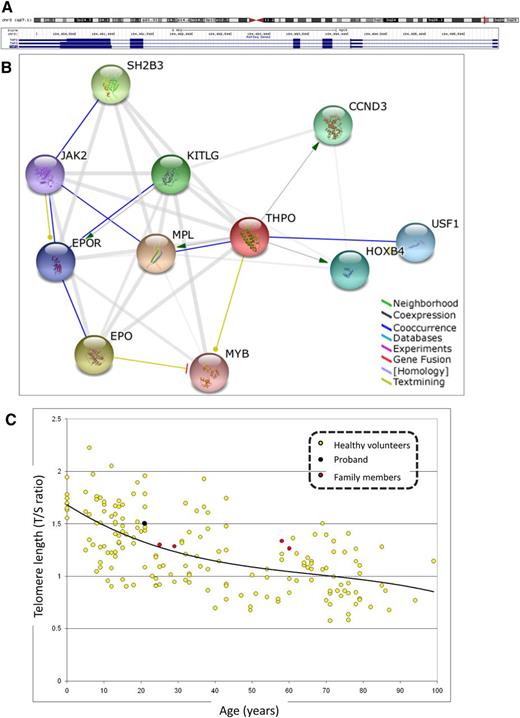 Figure 1. Structure and function of human THPO gene (NM_000460) and telomere length analysis. (A) THPO isoform 1 precursor (chr3q27.1:184 089,773-184 095,9326 160) is extensively alternatively spliced with multiple isoforms (http://genome.ucsc.edu/). Note that THPO is transcribed on the reverse strand. (B) Predicted functional partners of THPO gene (http://string-db.org/). Modes of interaction are shown in different colors with stronger associations represented by thicker lines. Combined score in parentheses. CCND3, cyclin D3 (0.939); EPO, erythropoietin (0.954); EPOR, erythropoietin receptor (0.899); HOXB4, homeobox B4 (0.932); JAK2, Janus kinase 2 (0.895); KITLG, KIT ligand (0.944); MPL, myeloproliferative leukemia virus oncogene (0.999); MYB, v-myb myeloblastosis viral oncogene homolog (avian) (0.892); SH2B3, SH2B adaptor protein 3 (0.944); USF1, upstream transcription factor 1 (0.931). (C) Telomere length in peripheral blood leukocytes is normal in proband and family. Telomere length was determined in the affected proband (black circle) and asymptomatic family members (red circles) by qPCR method and compared with healthy volunteers (yellow circles). No statistical difference was observed in telomere length of the proband or any other family member and control individuals.