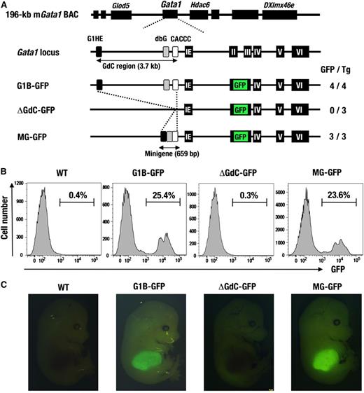 Figure 1. The GdC region is required for Gata1 gene activation in the hematopoietic system. (A) Structure of the intact Gata1 BAC, endogenous Gata1 locus, and a series of modified BAC reporters. The 3 regulatory elements are shown as black (G1HE), gray (dbG), and white rectangles (CACCC). The horizontal arrows depict the 3.7-kb GdC-region and the 659-bp minigene. The number of GFP-positive transgenic lines among the total transgenic lines (GFP/Tg) is indicated. (B) GFP histograms of whole bone marrow cells from G1B-GFP mouse (line 392; 2 copies) showed 25.4% of GFP-positive cells. GFP-positive cell population is significantly diminished (0.3%) in the ΔGdC-GFP mice (line 32; 2 copies), whereas the GFP-positive cell population is restored to a normal level (23.6%) in the MG-GFP mice (line 19; 2 copies). (C) Fluorescence images of E14.5 whole embryos. ΔGdC-GFP embryos rarely show GFP fluorescence, whereas the GFP fluorescence is recovered in the MG-GFP embryos (line 19; 2 copies), as observed in the G1B-GFP embryo (line 392; 2 copies).