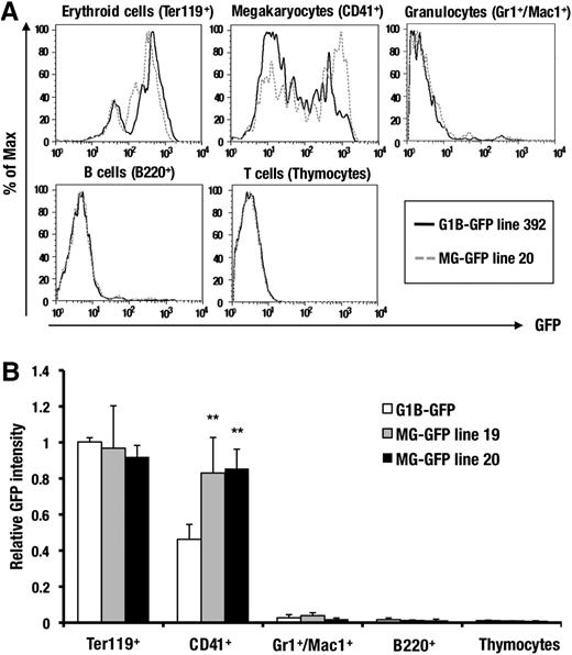 Figure 2. The combination of G1HE, dbG, and CACCC is sufficient for the lineage-specific enhancer activity of the GdC region. (A) A comparison of the GFP histogram of the lineage-committed hematopoietic cells from the bone marrow of the G1B-GFP (line 392; black) and MG-GFP (line 20; gray) transgenic mice. The Ter119-positive erythroblasts, CD41-positive megakaryocytes, Gr1/Mac1-double positive granulocytes, and B220-positive B cells are derived from adult bone marrow. The CD4/8-double positive T cells are derived from the thymus. (B) A comparison of the relative GFP mean intensity of the lineage-committed hematopoietic cells between the MG-GFP line 19 (n = 6), line 20 (n = 5), and G1B-GFP line 392 (n = 8), with an equal transgene copy number (2 copies). Data are presented as the mean ± SD. The statistical significance of differences between G1B-GFP and MG-GFP transgenic mice are indicated (**P < .01; Student unpaired t test).