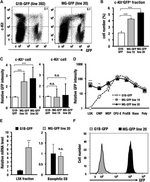Figure 3. The interspacing sequences between the 3 cis-elements in the GdC-region are required for the inactivation of Gata1 gene expression in HSCs. (A) GFP and c-Kit expression profiles in the bone marrow cells of the G1B-GFP (line 392) and MG-GFP (line 20) mice. (B) Percentages of the GFP-positive fraction within the c-Kit−positive progenitors in the MG-GFP line 19 (n = 5), line 20 (n = 4), and G1B-GFP line 392 (n = 9) transgenic mice. (C) The relative mean GFP intensity in the c-Kit−positive or c-Kit−negative fraction of the MG-GFP line 19 (n = 8), line 20 (n = 8), and G1B-GFP line 392 (n = 10) transgenic mice. (D) The relative GFP intensity during erythroid cell differentiation in the MG-GFP lines 19 (n = 4), line 20 (n = 4), and in the G1B-GFP line 392 (n = 6) transgenic mice. The X-axis indicates each stage of erythroid cell differentiation. LSK: Lin−Sca1+c-Kit+, fraction-containing HSCs, CMPs, MEPs, colony-forming unit-erythroid (CFU-E) stage cells, ProEB, basophilic erythroblast (Baso), and polychromatic erythroblast (Poly). (E) GFP mRNA expression analyzed by qRT-PCR in the LSK fraction (n = 9) or basophilic EB fraction (n = 6). The qRT-PCR results are normalized according to the glyceraldehydes-3-phosphate dehydrogenase level. (F) GFP histogram of the LSKS (Lin−Sca1+c-Kit+CD150+CD48−) fraction. The depicted histogram is from a representative experiment that was repeated more than 3 times. Data are presented as the mean ± SD. The statistical significance of differences is indicated (***P < .001; **P < .01; n.s., not significant; Student unpaired t test).
